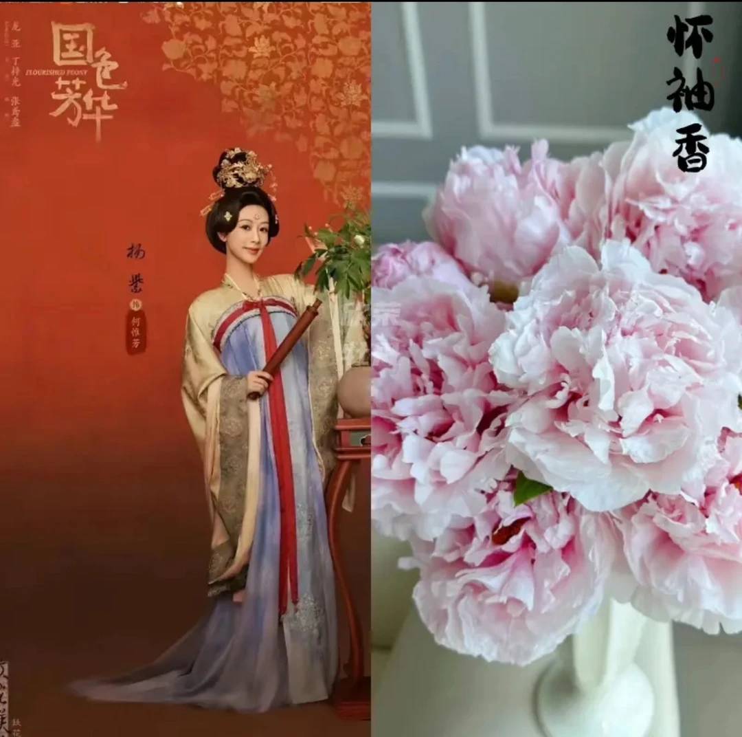 【国色芳华同款-怀袖香】年宵花重瓣牡丹大花菏泽基地直发