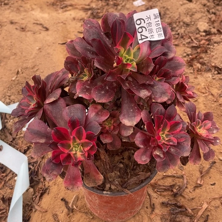 664美杜莎手捧1号棚