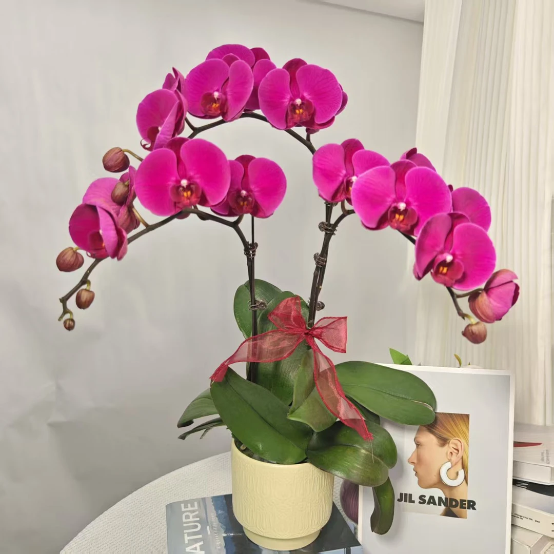 《大辣椒》鲜活绿植 经典品种 带花多花苞 室内盆栽