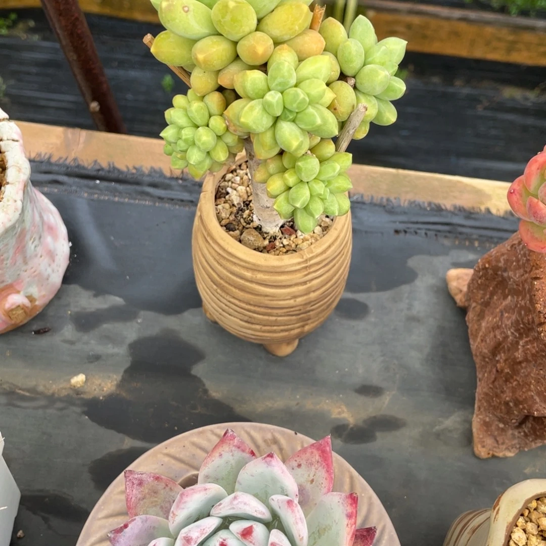 千代田群生老桩木质化