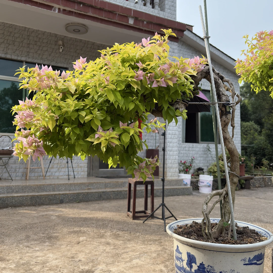 三角梅嫁接之粉红豹，飘枝四季开花原生盆苗室内外绿植