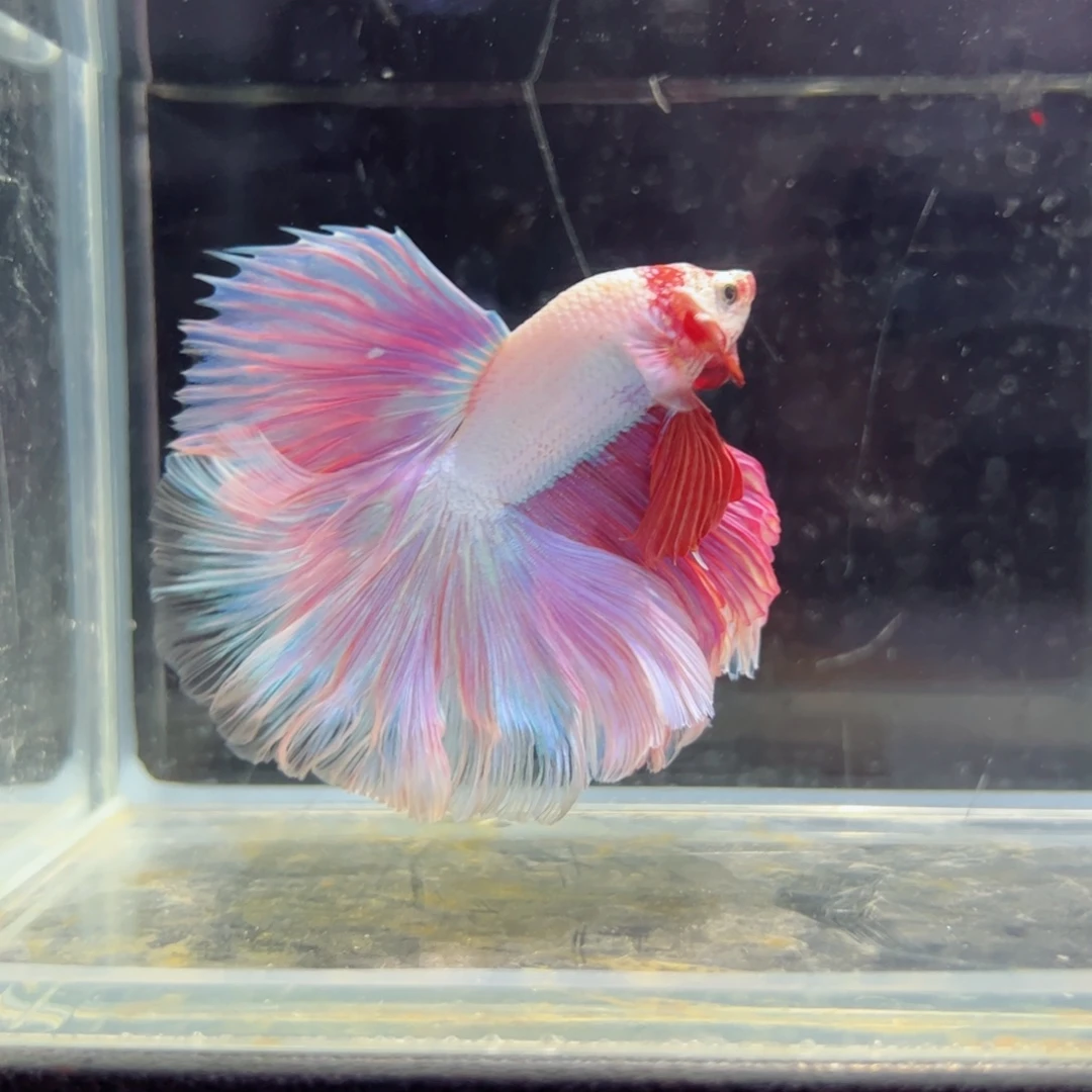 斗鱼浅色特殊尾hhhh