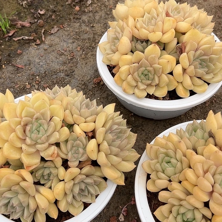 璀璨带盆一个多肉