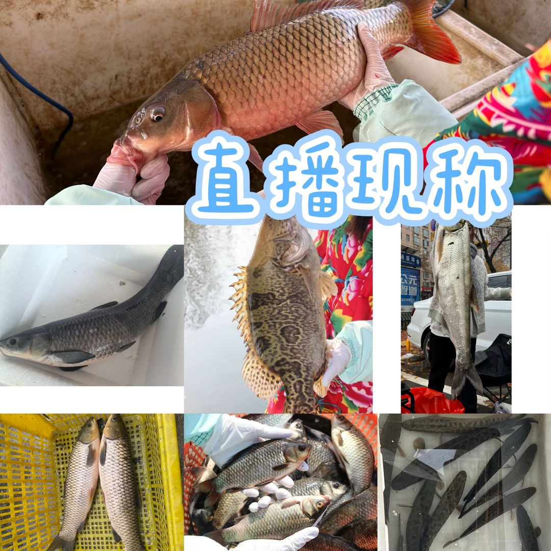 （1号链接称重改价下单拍了不退）现拍线称现杀一物一拍杀好发货鱼