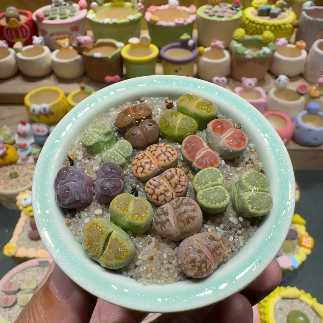 蘑菇1172彩拼多肉植物