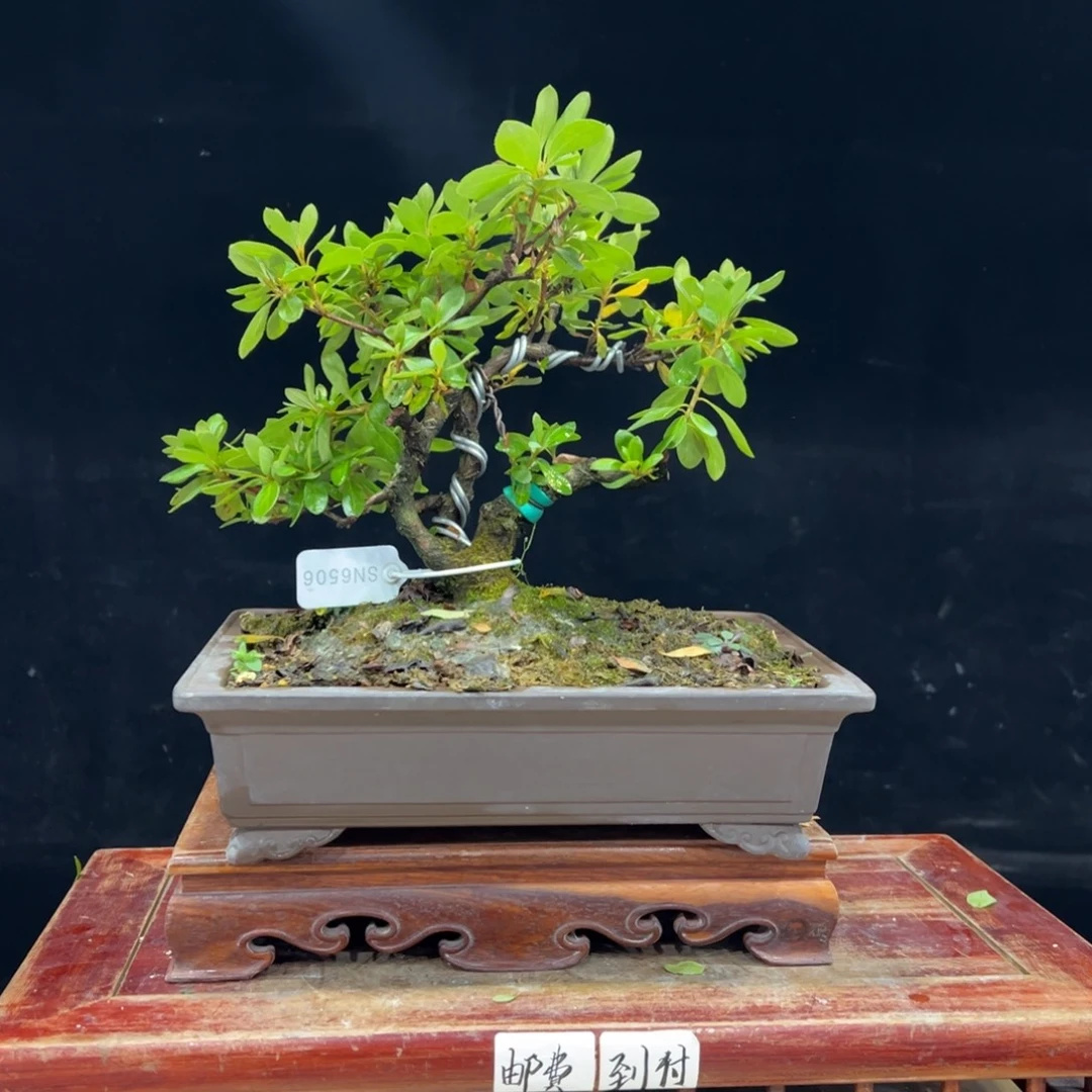 一***梅完全开放杜鹃花的诗作