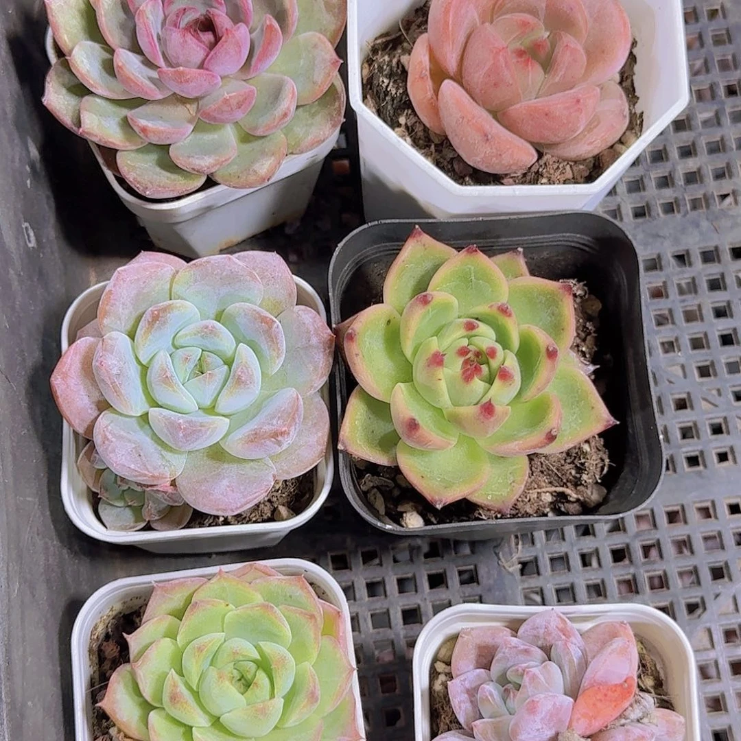 完全开放精品福利多肉植物