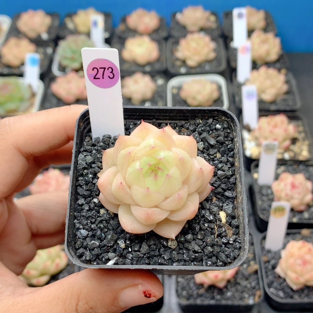 58包邮  群生不包整273