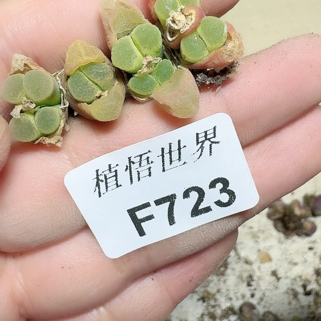 723号多肉植物哇f g