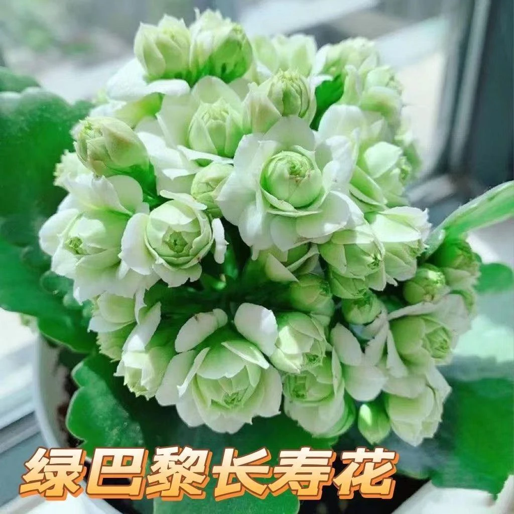 长寿花（绿巴黎）110盆