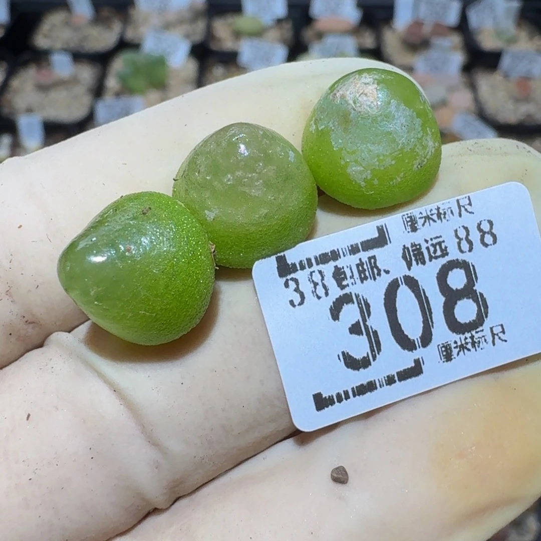 Zzzzz精品生石花308
