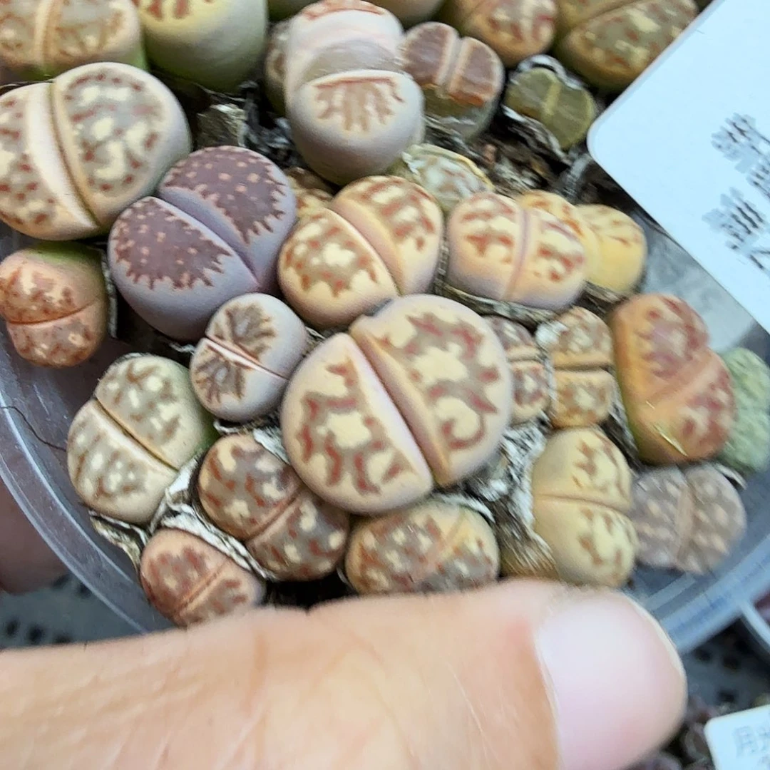 是一个充满生机盎然朝气勃勃且584是