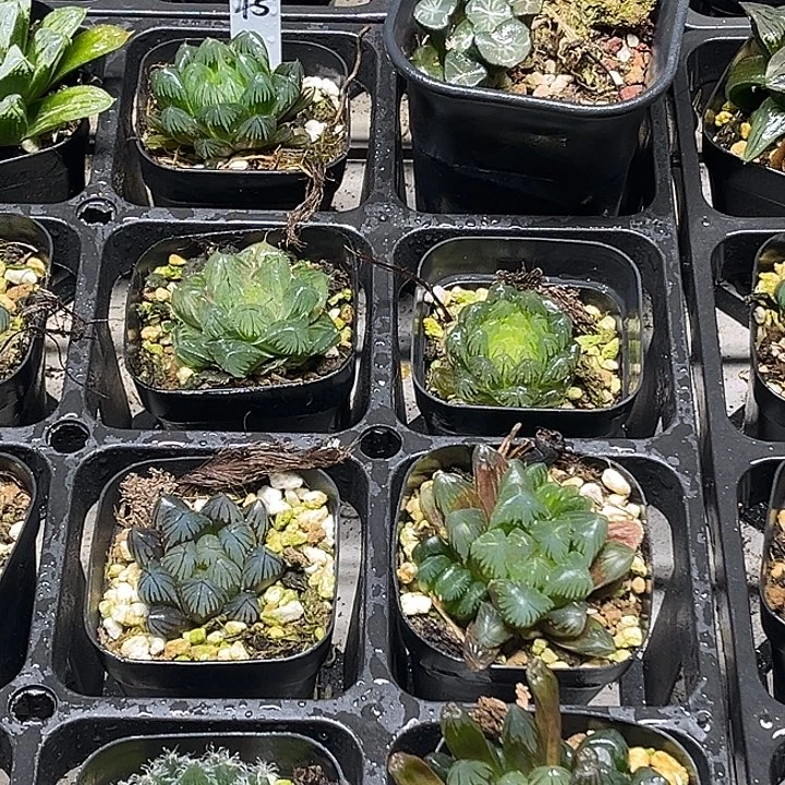 45 脱土发货8颗13.9包邮