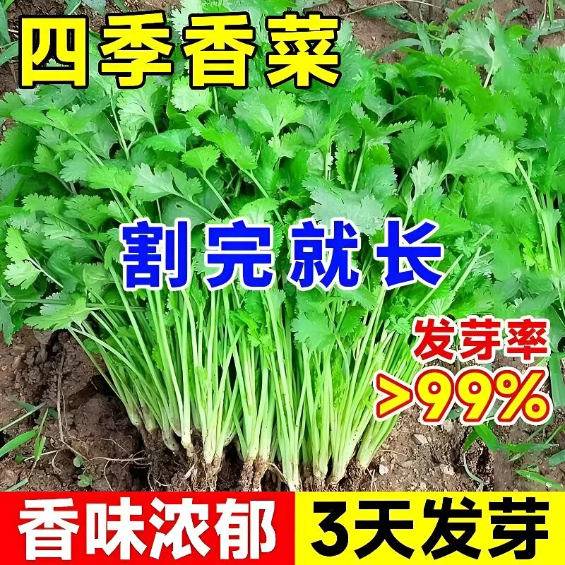 到手3包】精品四季香菜种子芫荽种籽阳台花盆家庭蔬菜菜种子大全