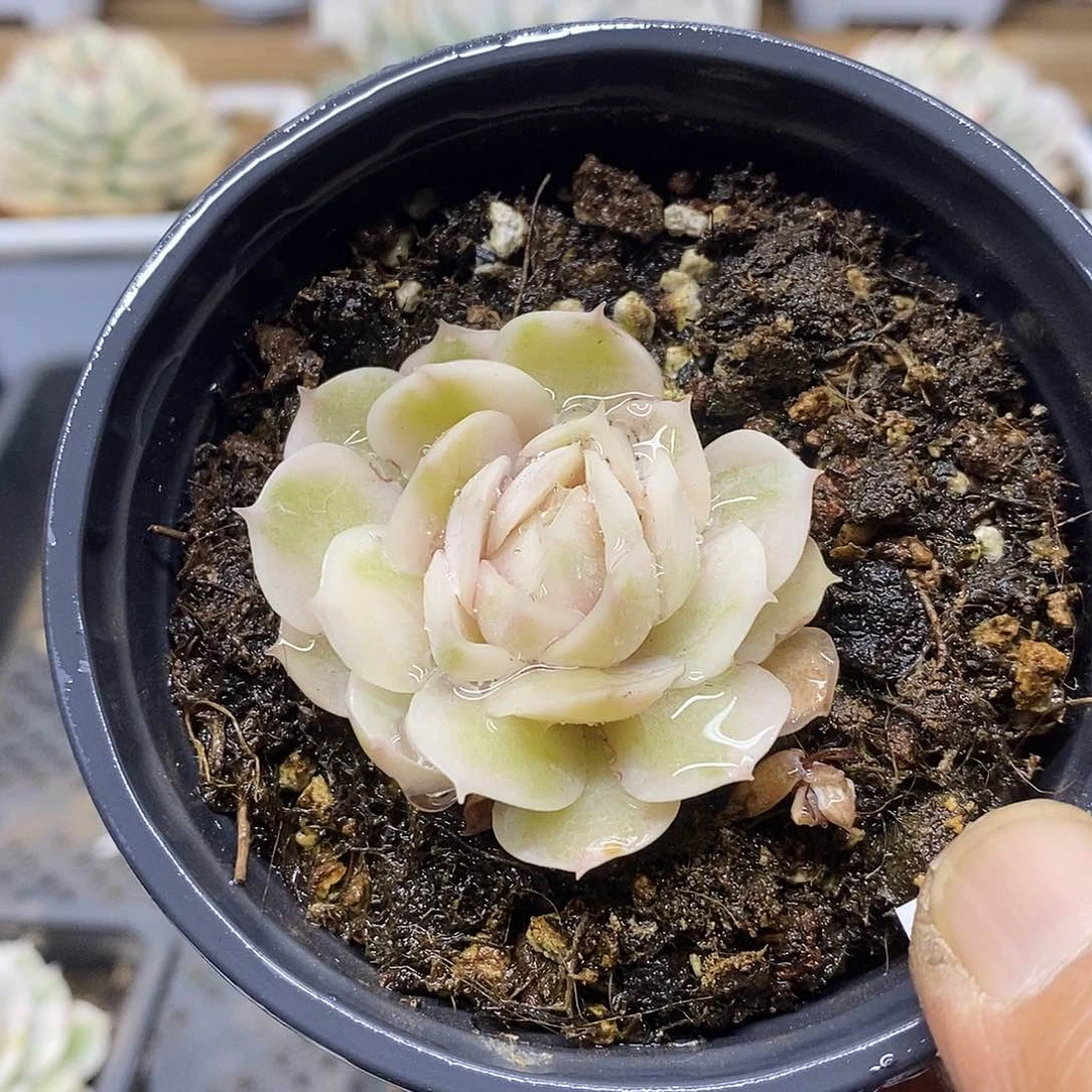 08170 昂斯诺彩锦