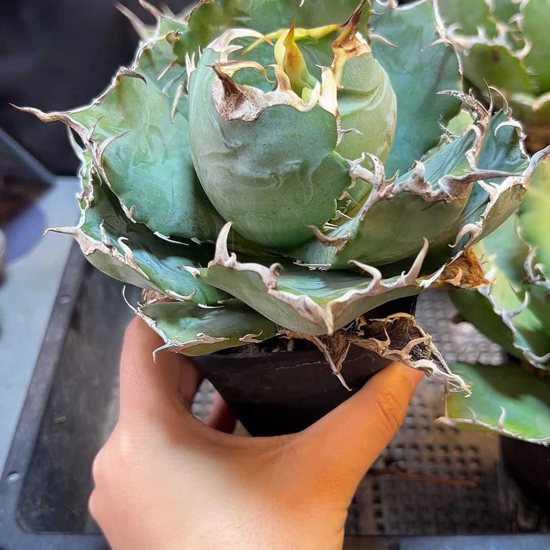 精控白鲸13公分脱土