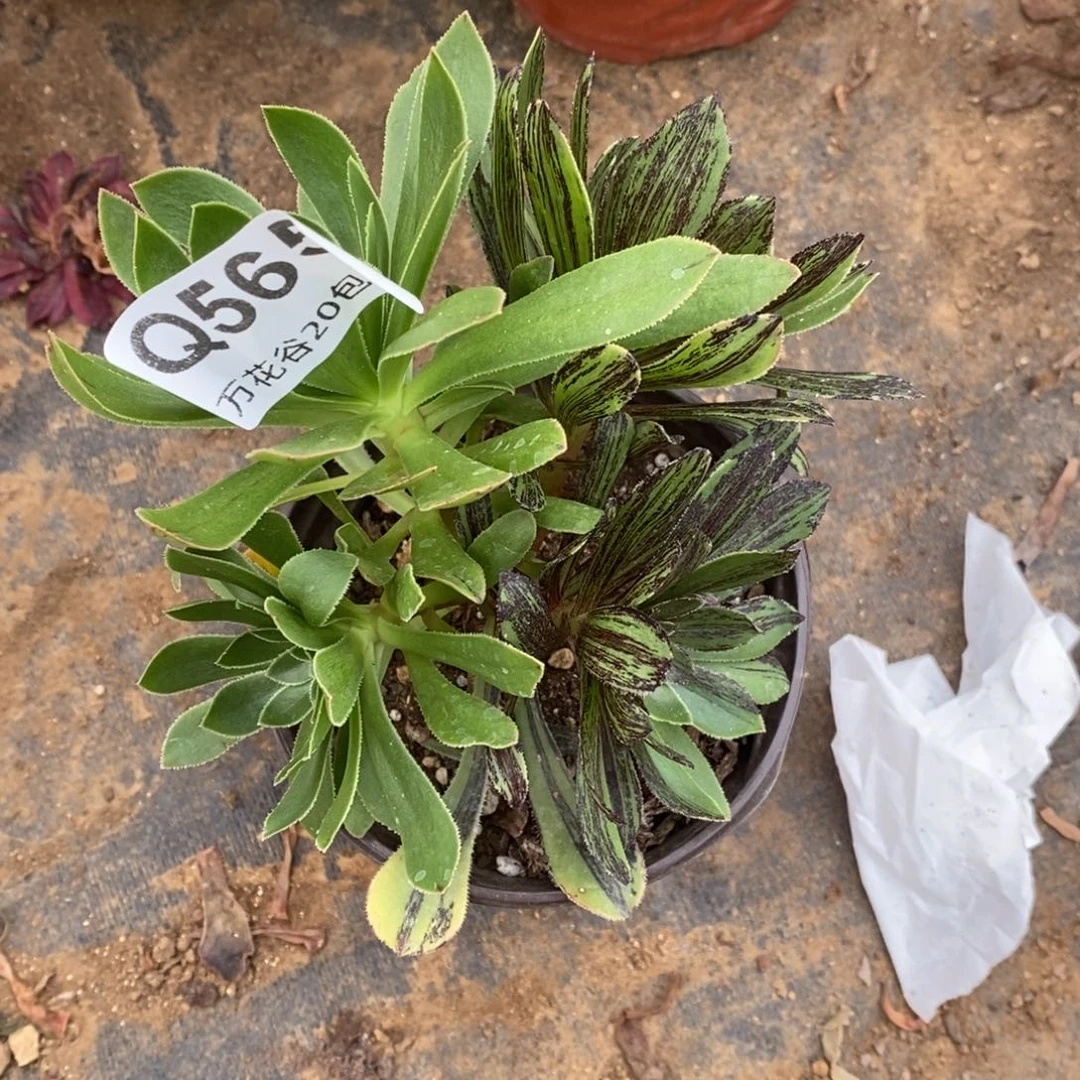 565原始绿水墨丹青砍过