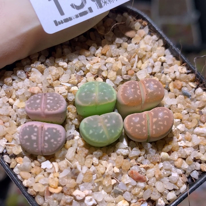 zzz精品生石花1558