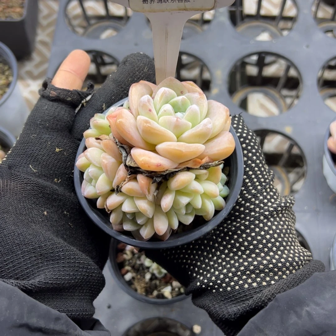 红陶用****3365号多肉植物