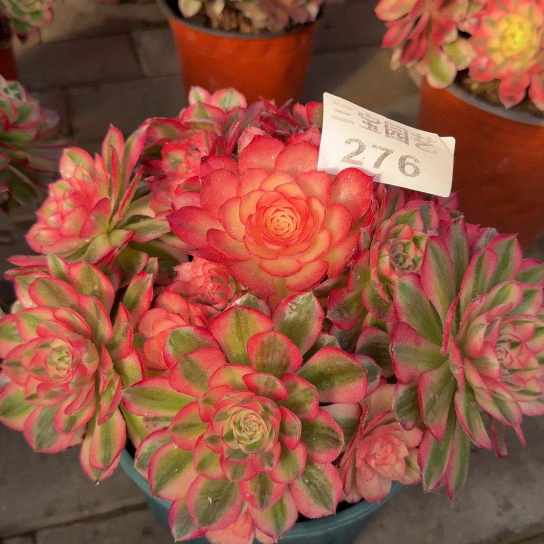 多肉植物276倾城