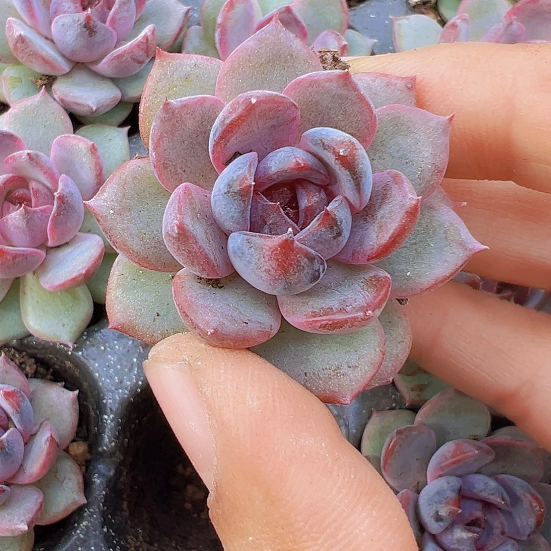 蓝莓苗3颗多肉洗净物