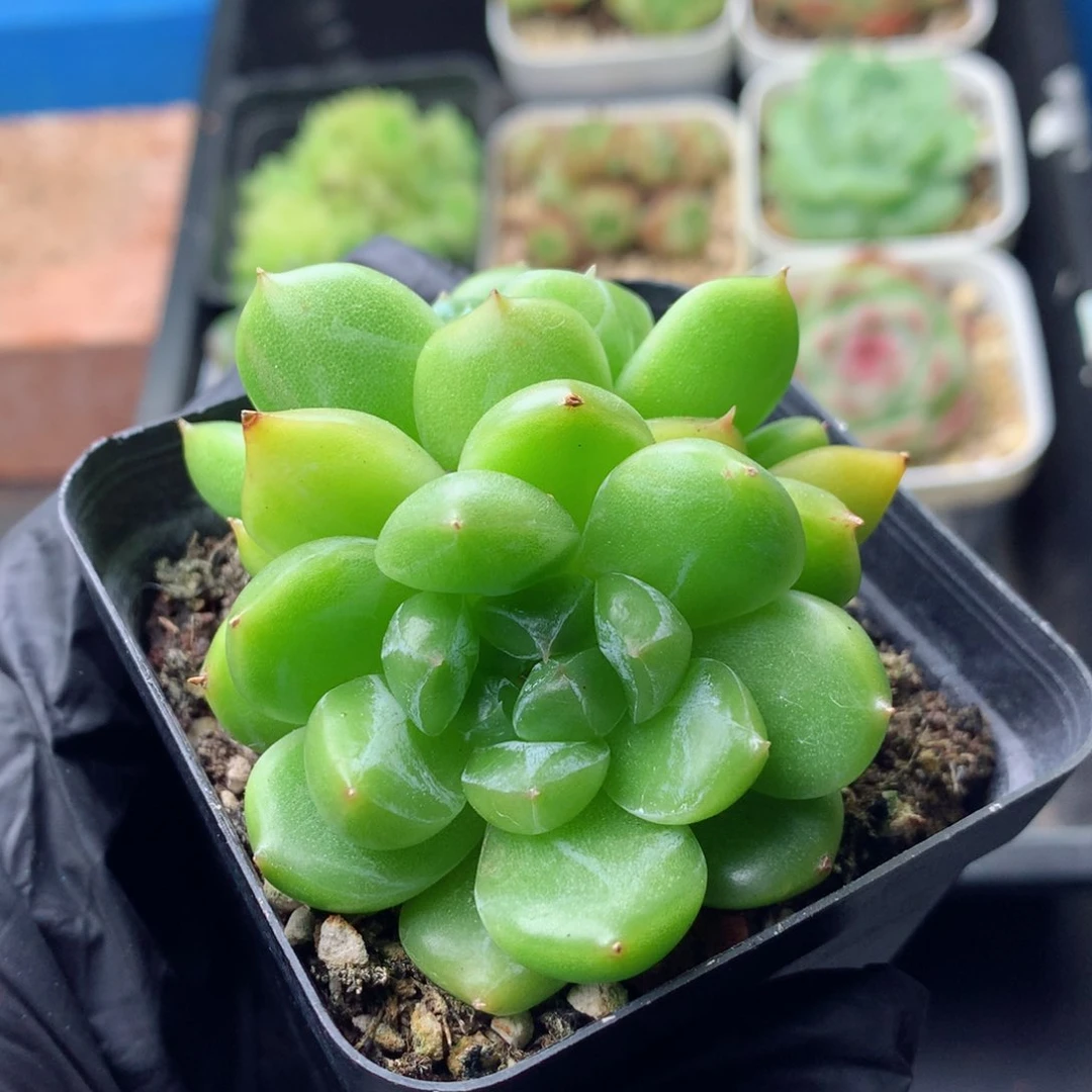 58包邮  群生不包整 157