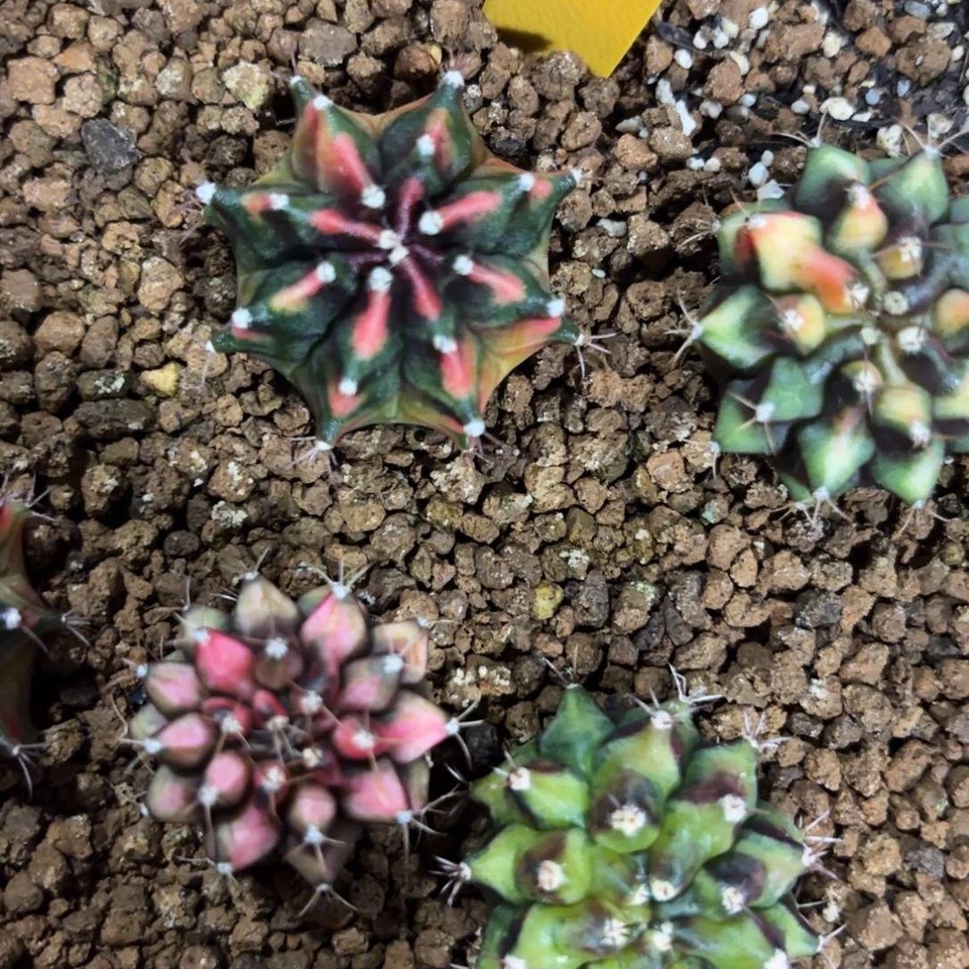 88-1221泰国发货多肉