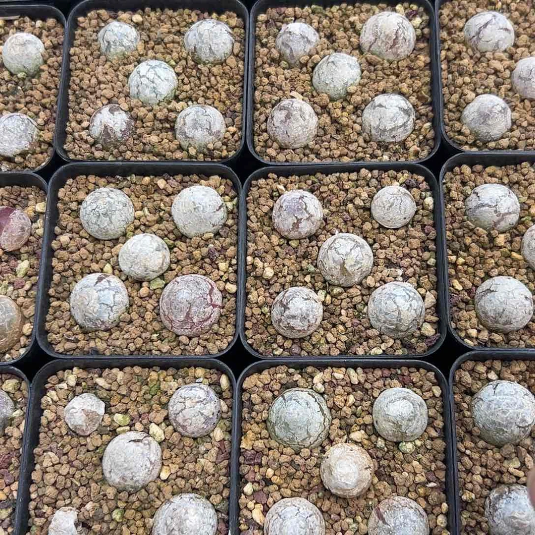 0000量拍灯泡13颗尺寸不低于1.0脱土发