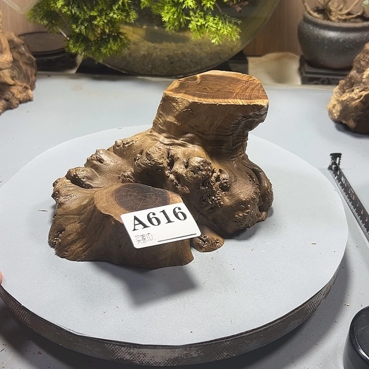 末***置大果紫檀（缅甸花梨）