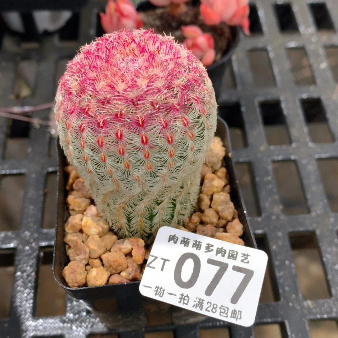 肉萌萌拇指盆精控多肉ZT077