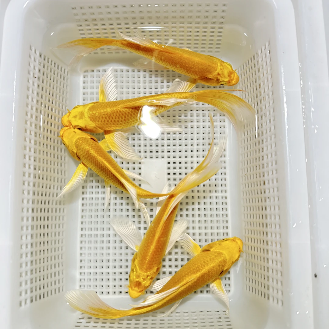 12-16cm/黄金锦鲤观赏鱼/好养耐活观赏性高/招财风水鱼