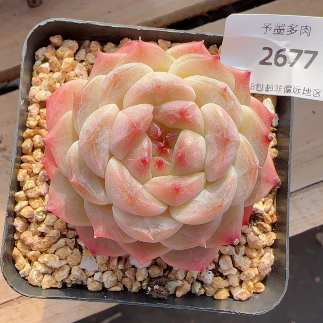 浅色底冰魄，2677多肉植物