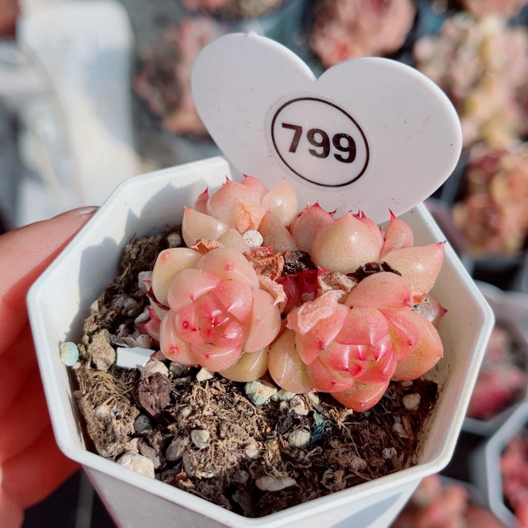 799号小老桩珍妮群