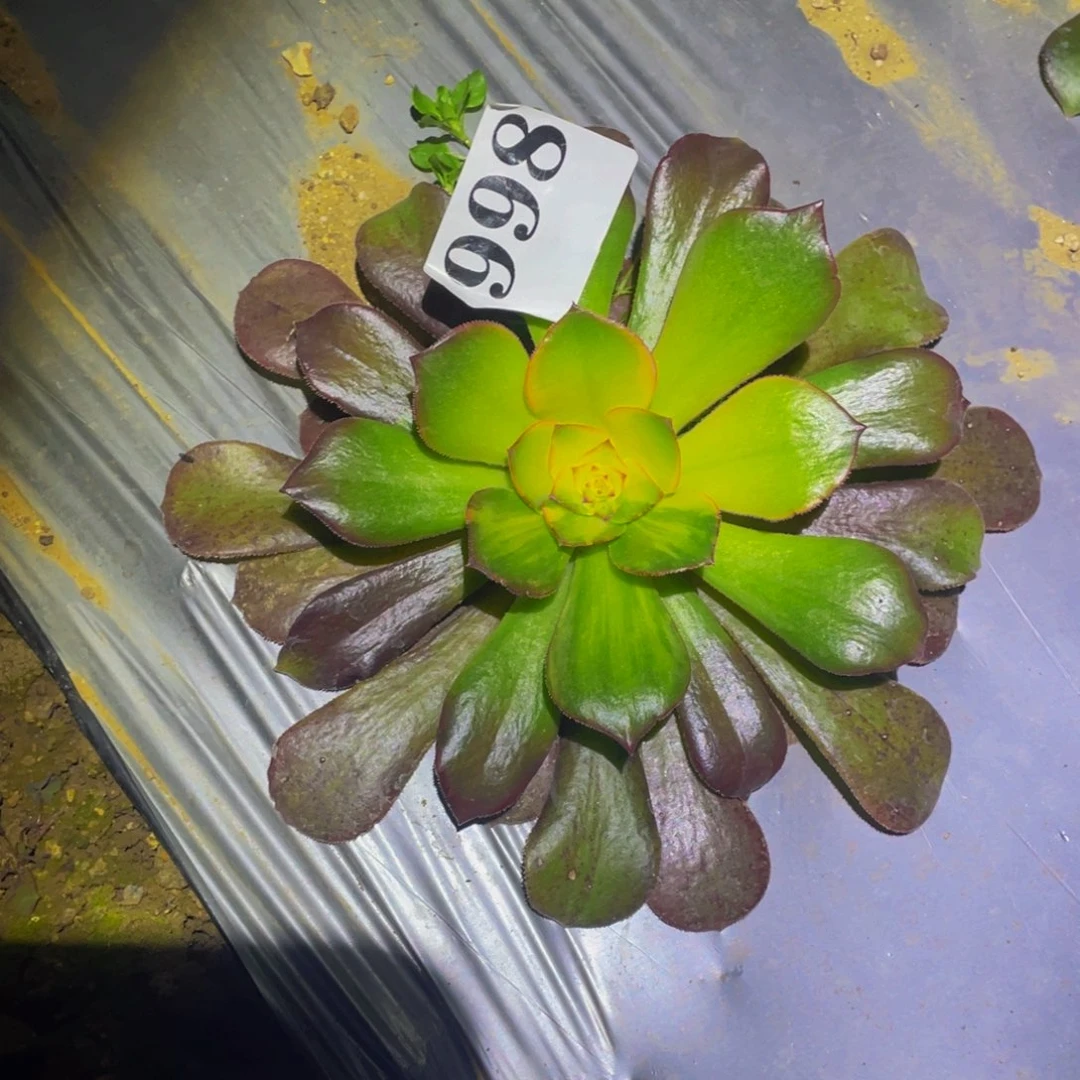 流星雨多肉植物998