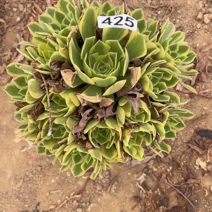 无花朵425多肉植物青萌
