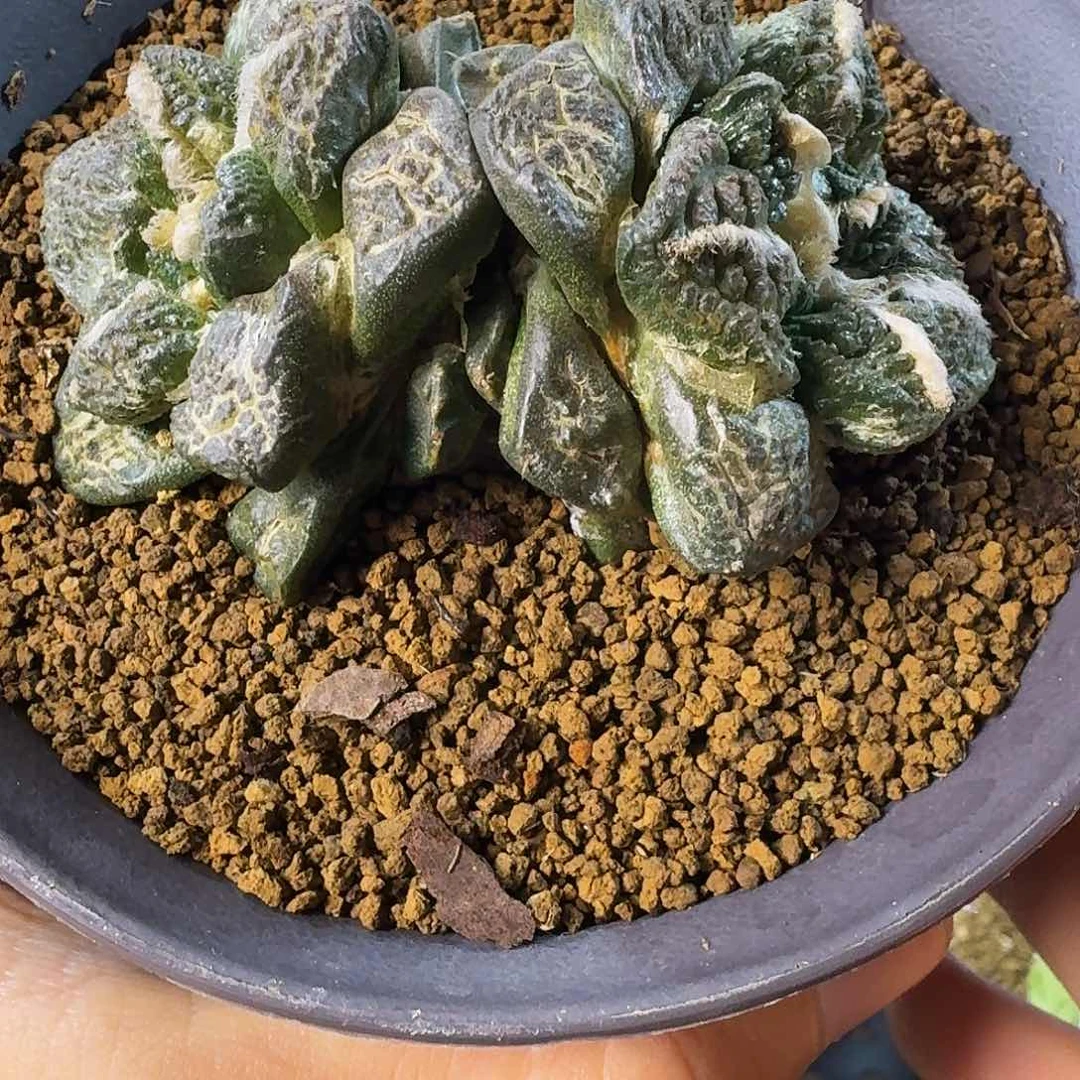 双头龟甲连山养定7.4cm