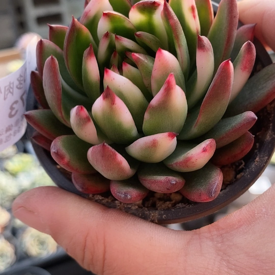 帝*皇273圣诞东云锦多肉植物哇啦塞