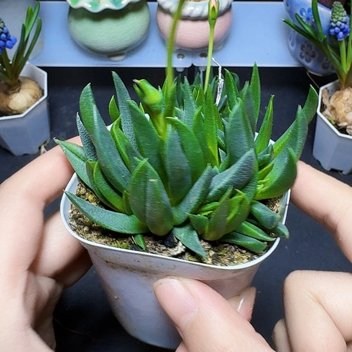 黄花照波一盆福利炸裸根