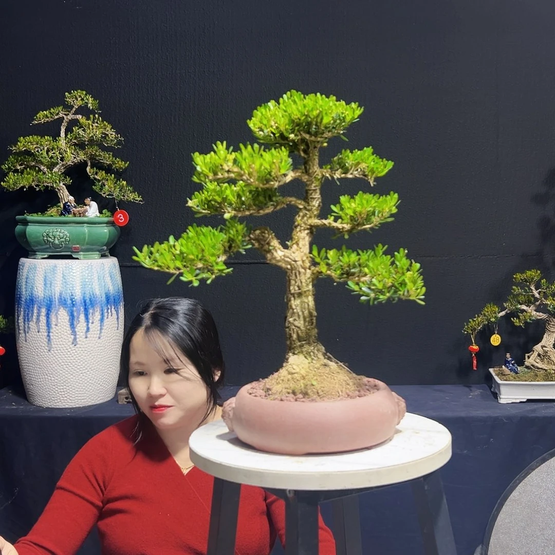 绿植广东皱皮黄杨木
