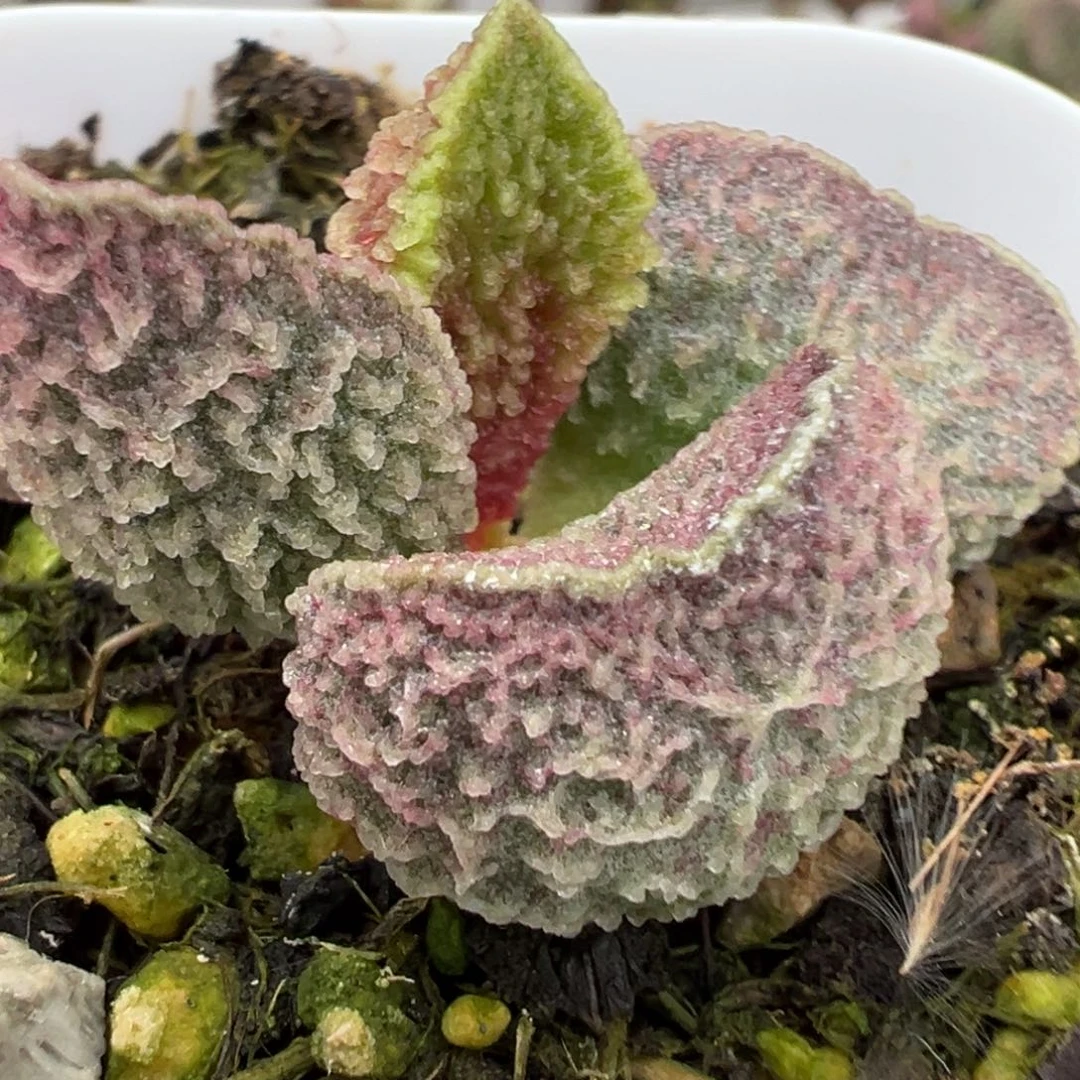粉色花斑鱼鳞纹实生新品