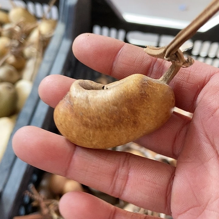 逸*軒d d f f g h j j