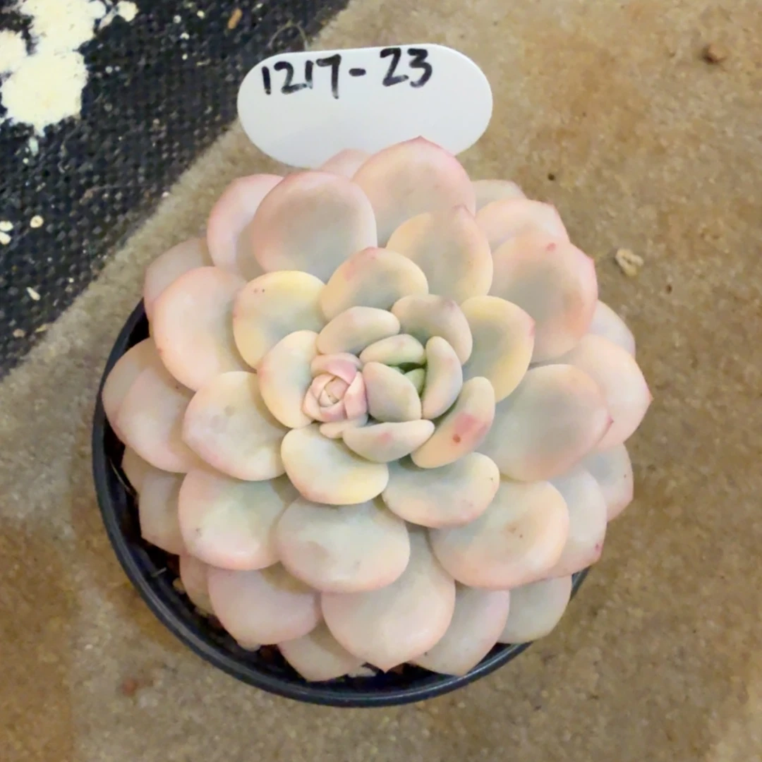 宝***园1217-23白马锦一颗