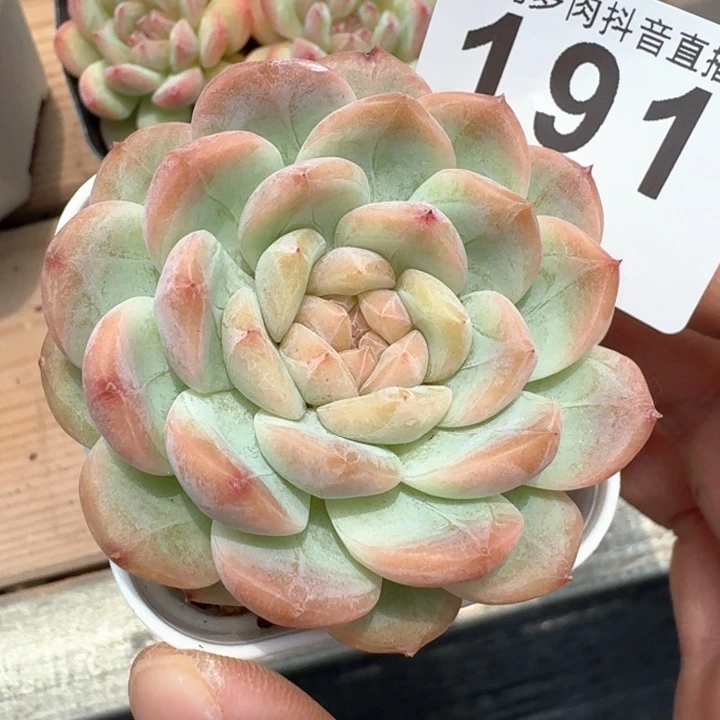 孤品福利  开播福利多肉植物