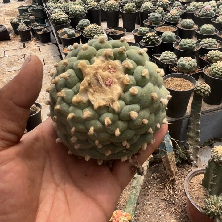 草球落地仙人球开花