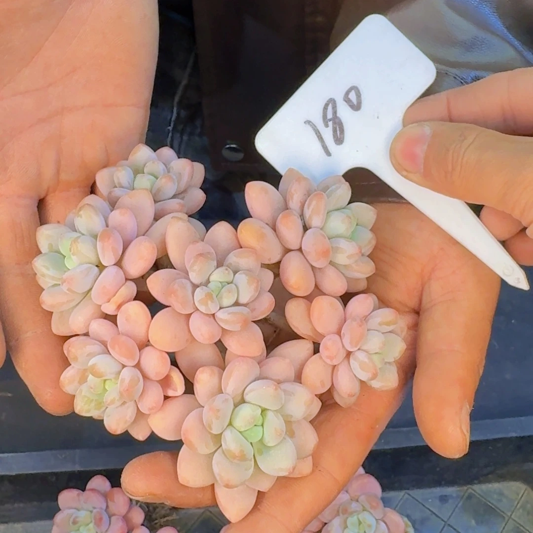 多肉植物的生长发育和