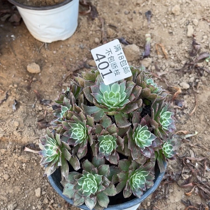 401水晶莲花小手捧2