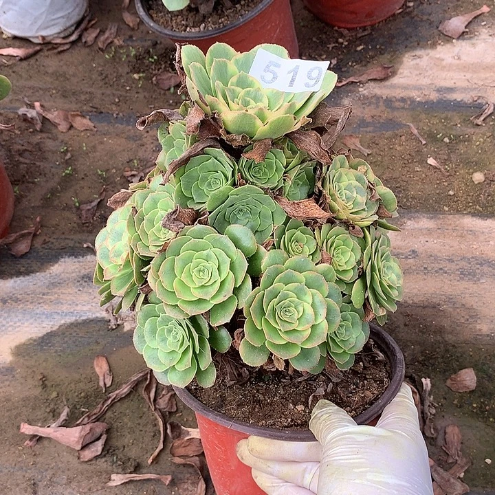 多肉植物金秋519号