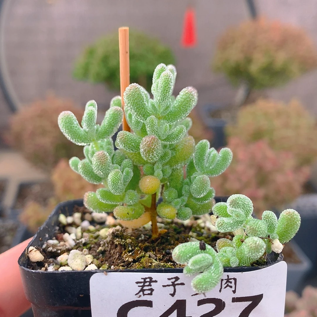 c427冰晶枝干番杏