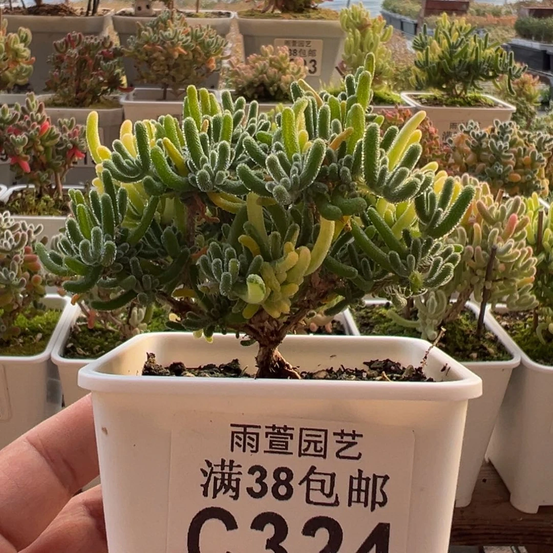 9-324枝干番杏多肉荧光兔锦七方盆老桩