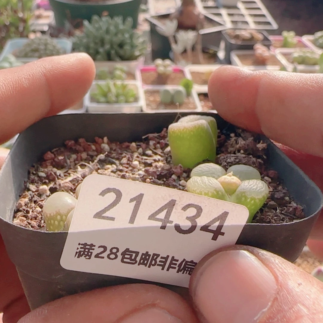 【闪购商品】21434